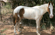 Police horse injured during BJPs protest march in Doon